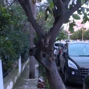 Ελευσίνα: «Το δέντρο είχε εξόγκωμα, έφυγε μέσα σε 3 λεπτά από ακατάσχετη αιμορραγία» λέει ο πρώην σύζυγος της 44χρονης