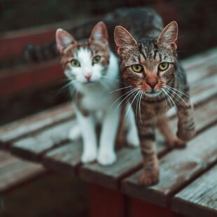 ΓΑΤΕΣ ΚΑΤΑΣΤΗΜΑΤΑ ΜΙΝΙ ΜΑΡΚΕΤ ΝΕΑ ΥΟΡΚΗ