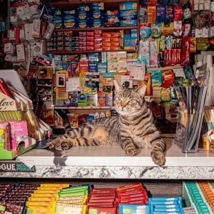 ΗΠΑ: Η Νέα Υόρκη διεκδικεί δικαιώματα για τις αγαπημένες, αλλά παράνομες «γάτες των μίνι μάρκετ»