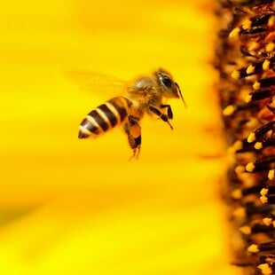 ΜΕΛΙΣΣΕΣ ΗΠΑ ΙΟΣ