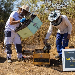 Η DIMAND φέρνει τις μέλισσες στην καρδιά της πόλης