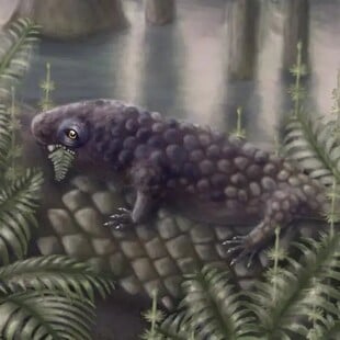 ΖΩΟ ΦΥΤΟΦΑΓΙΑ ΑΝΑΚΑΛΥΨΗ