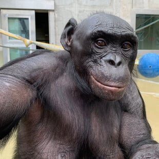 ΜΠΟΝΟΜΠΟ ΜΕΛΕΤΗ 