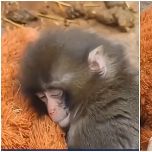 Ιαπωνία: Viral μαϊμουδάκι που εγκαταλείφθηκε από τη μαμά του και βρήκε παρηγοριά σε λούτρινο αρκουδάκι