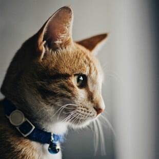 ΚΑΡΚΙΝΟΣ ΓΑΤΑ ΚΑΡΚΙΝΟΣ ΜΑΣΤΟΥ