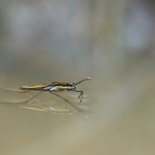 ΙΟΣ CHIKUNGUNYA ΕΠΙΠΛΟΚΕΣ ΜΑΤΙΝΑ ΠΑΓΩΝΗ