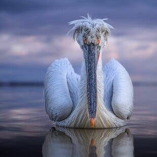 ΑΡΓΥΡΟΠΕΛΕΚΑΝΟΣ ΚΕΡΚΙΝΗ NATIONAL GEOGRAPHIC