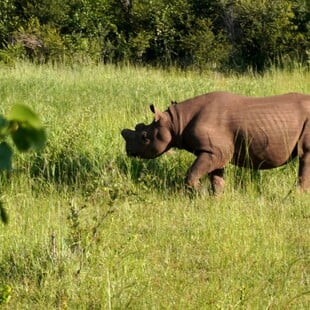 ΡΙΝΟΚΕΡΟΣ ΗΠΑ ΑΦΡΙΚΗ ΚΟΛΛΥΡΙΟ