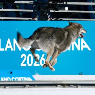 ΧΕΙΜΕΡΙΝΟΙ ΟΛΥΜΠΙΑΚΟΙ ΑΓΩΝΕΣ ΣΚΥΛΟΣ