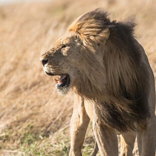ΛΙΟΝΤΑΡΙ DNA ΛΑΘΡΟΘΗΡΙΑ ΖΙΜΠΑΜΠΟΥΕ