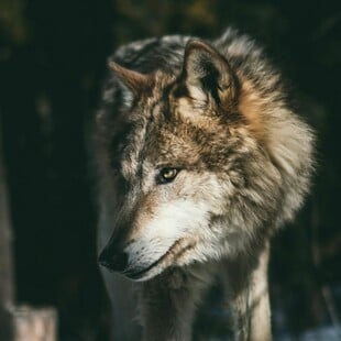 ΛΥΚΟΣ ΠΑΡΝΗΘΑ 