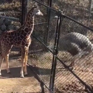 ΜΕΜΦΙΣ ΣΤΡΟΥΘΟΚΑΜΗΛΟΣ ΚΑΜΗΛΟΠΑΡΔΑΛΗ