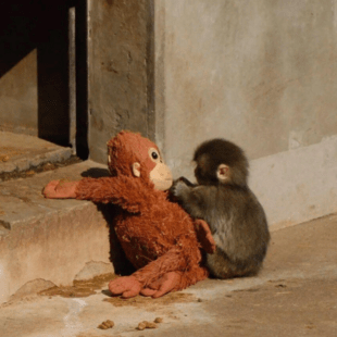 ΠΙΘΗΚΟΣ PUNCH ΖΩΟΛΟΓΙΚΟΣ ΚΗΠΟΣ ΙΑΠΩΝΙΑ