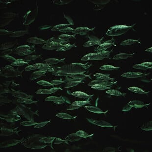 Η άνοδος της θερμοκρασίας των ωκεανών προκαλεί δραματική μείωση της θαλάσσιας ζωής