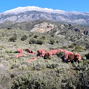 ΠΡΟΒΑΤΑ ΚΟΚΚΙΝΑ 