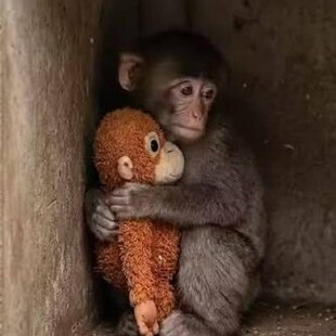 PUNCH ΜΑΙΜΟΥ ΙΑΠΩΝΙΑ