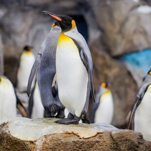 ΑΥΤΟΚΡΑΤΟΡΙΚΟΙ ΠΙΓΚΟΥΙΝΟΙ ΑΝΤΑΡΚΤΙΚΗ