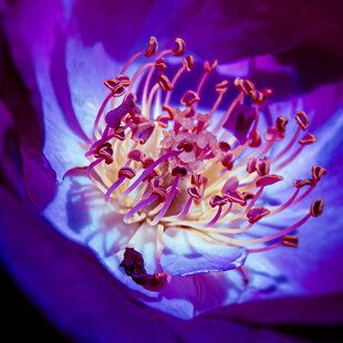 Τροπικά φυτά ανθίζουν μήνες με καθυστέρηση ή πρόωρα λόγω της κλιματικής κρίσης