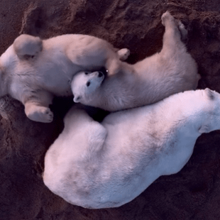 ΠΟΛΙΚΗ ΑΡΚΟΥΔΑ