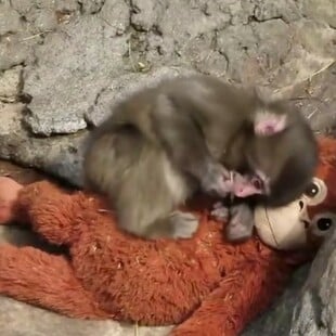 PUNCH ΙΑΠΩΝΙΑ ΜΑΚΑΚΟΣ ΜΑΪΜΟΥ ΛΟΥΤΡΙΝΟ ΠΑΙΧΝΙΔΙ