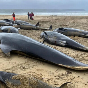 ΔΕΛΦΙΝΙΑ ΜΑΥΡΟΔΕΛΦΙΝΟ ΣΚΩΤΙΑ