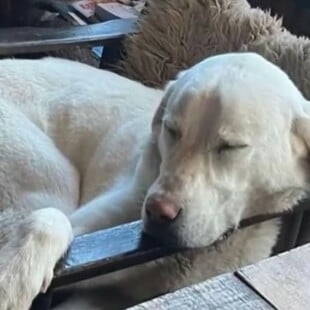 ΣΚΥΛΟΣ ΑΣΠΡΟΥΛΗΣ ΔΙΑΣΩΣΗ ΜΕΤΣΟΒΟ ΟΡΕΙΒΑΤΕΣ