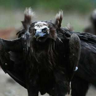 ΜΑΥΡΟΓΥΠΕΣ ΔΑΣΟΣ ΔΑΔΙΑΣ ΕΒΡΟΣ