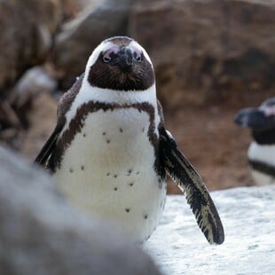 ΑΦΡΙΚΑΝΙΚΟΣ, ΠΙΓΚΟΥΙΝΟΣ
