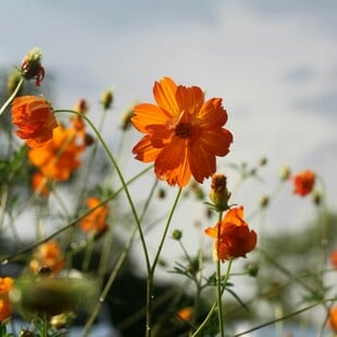 Ο καιρός σήμερα: Ήλιος, με λίγες νεφώσεις και βροχές σήμερα στη χώρα
