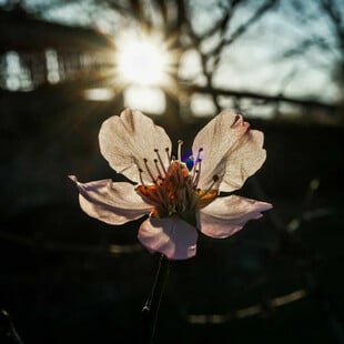 Meteo: Ανοιξιάτικος καιρός σήμερα σε όλη τη χώρα - Πού αναμένονται βροχές και ισχυροί άνεμοι
