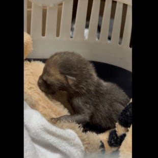 ΜΩΡΟ ΑΛΕΠΟΥ ΑΛΣΟΣ ΠΕΡΙΣΤΕΡΙΟΥ