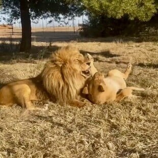 Δυο ερωτευμένα λιοντάρια βγαίνουν για πρώτη φορά από το κλουβί τους