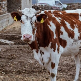 ΑΦΘΩΔΗΣ ΠΥΡΕΤΟΣ ΛΕΣΒΟΣ ΚΡΟΥΣΜΑ ΜΕΤΡΑ