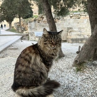 Πέθανε η Λουκία, η πιο δημοφιλής γάτα της Ακρόπολης