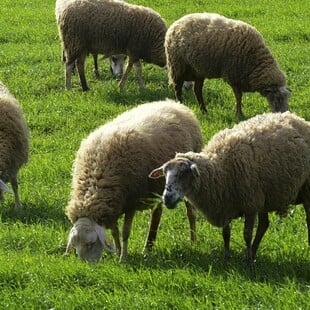 ΑΦΘΩΔΗΣ ΠΥΡΕΤΟΣ ΛΕΣΒΟΣ ΜΕΤΡΑ