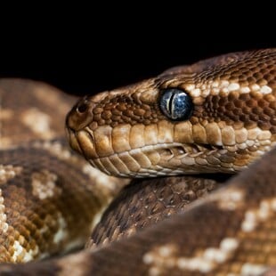 ΠΥΘΩΝΑΣ ΑΙΜΑ ΦΑΡΜΑΚΟ ΠΑΧΥΣΑΡΚΙΑ