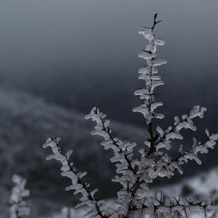 ΚΑΙΡΟΣ ΤΣΑΤΡΑΦΥΛΛΙΑΣ ΚΡΥΟ ΠΑΣΧΑ