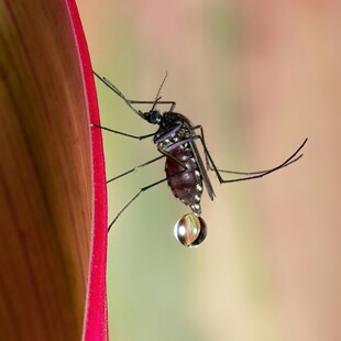 ΚΟΥΝΟΥΠΙΑ ΕΡΕΥΝΑ ΤΣΙΜΠΗΜΑ