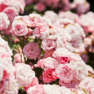 ΤΣΕΛΣΙ ΚΗΠΟΣ ΗΔΟΝΗ