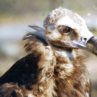 ΜΑΥΡΟΓΥΠΕΣ ΔΗΛΗΤΗΡΙΑΣΜΕΝΟΙ ΔΑΔΙΑ 