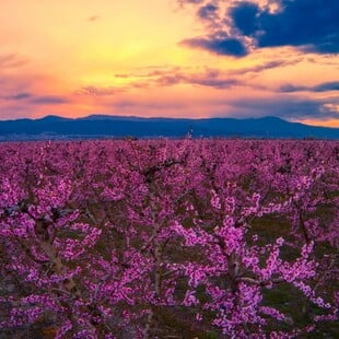 ΒΕΡΟΙΑ ΡΟΔΑΚΙΝΙΕΣ ΗΜΑΘΙΑ