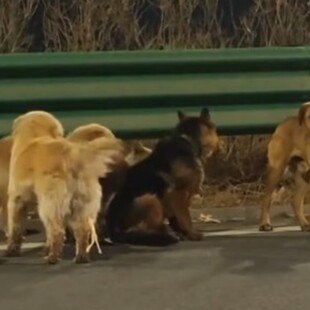 ΣΚΥΛΙΑ ΚΙΝΑ VIRAL ΣΠΙΤΙ