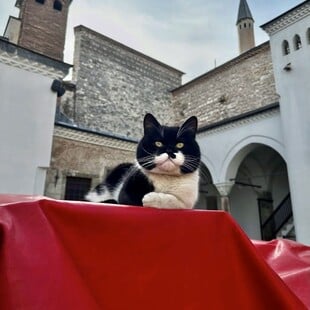 Ο «Γλύκας» του Τοπκαπί, ένας πρίγκιψ των γάτων