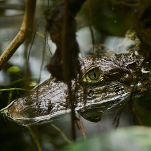 ΙΤΑΛΙΑ ΑΛΙΓΑΤΟΡΕΣ ΑΝΑΚΟΝΤΑ ΑΓΡΙΑ ΖΩΑ