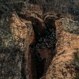 ΚΑΜΠΟΤΖΗ ΣΠΗΛΑΙΟ ΕΙΔΗ ΖΩΑ