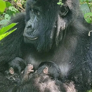 ΚΟΝΓΚΟ ΓΟΡΙΛΕΣ