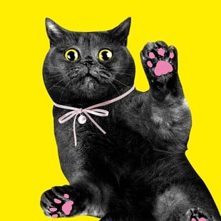 «CATS!»: Η γάτα ως λατρευτικό αντικείμενο και σύμβολο της ποπ κουλτούρας