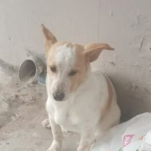 ΣΚΥΛΟΣ ΛΕΜΕΣΟΣ ΣΤΑΣΗ ΛΕΟΦΩΡΕΙΟΥ ΕΓΚΑΤΑΛΕΙΨΗ