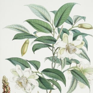 ΔΑΡΒΙΝΟΣ ΚΕΙΜΠΡΙΤΖ ΜΑΘΗΜΑ ΒΟΤΑΝΙΚΗ