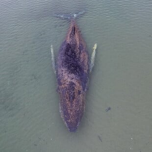 ΦΑΛΑΙΝΑ ΓΕΡΜΑΝΙΑ ΔΙΑΣΩΣΗ